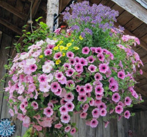 A typical Kleijn Nurseries flowering basket
